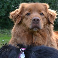 Nova scotia duck tolling retriever charlie