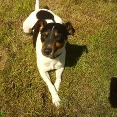 Dansk svensk gaardhund Gizmo