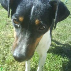 Dansk svensk gaardhund Gizmo