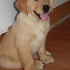 Golden retriever Ricco