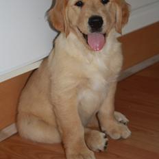 Golden retriever Ricco