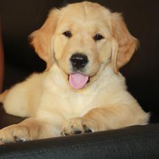 Golden retriever Ricco