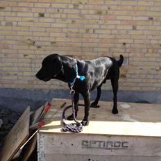 Labrador retriever Dumle - Min bedste ven