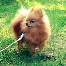 Pomeranian Malekits Lily Lola