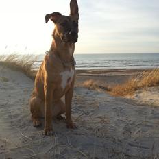 Blanding af racer Angel .