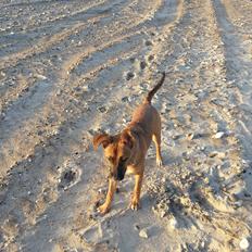 Blanding af racer Angel .