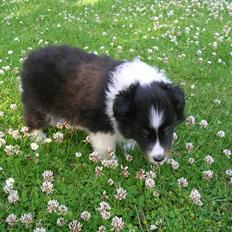 Shetland sheepdog Jubii