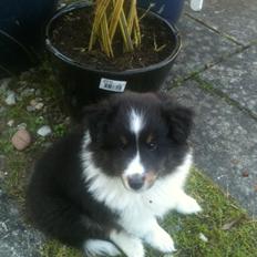 Shetland sheepdog Jubii