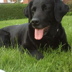 Labrador retriever Tessie - Også kaldt VBT! <3
