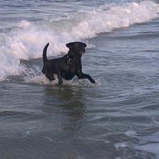 Labrador retriever Tessie - Også kaldt VBT! <3