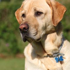 Blanding af racer Luckie