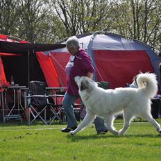 Pyreneerhund Sandybear's Kassiopeia - Peia