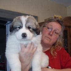 Pyreneerhund Sandybear's Kassiopeia - Peia