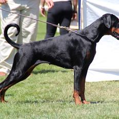 Dobermann Proud Danish Eye Of French Kiss