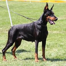 Dobermann Legrant Land Bohema Born