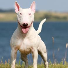 Bullterrier miniature MilkywayMiniature Pure White