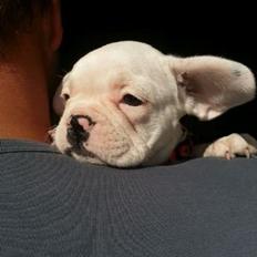 Fransk bulldog Karla