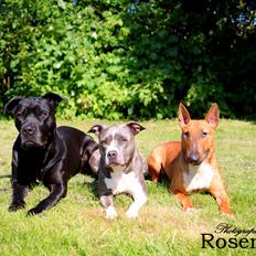 Bullterrier Steadfast Follow Me in The Darknes