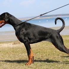 Dobermann Proud Danish Eye Of French Kiss