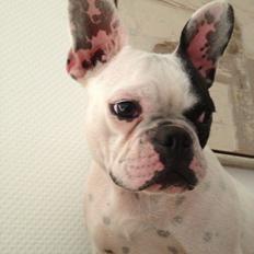 Fransk bulldog Mors prinsesse Lilje