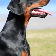 Dobermann Proud Danish Eye Of French Kiss