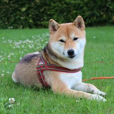 Shiba Aikou