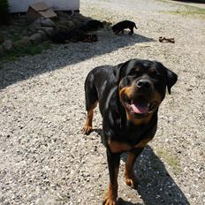 Rottweiler Enrica Vom Hause Desteny