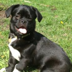 Blanding af racer Buller