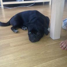 Blanding af racer Buller