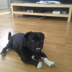 Blanding af racer Buller