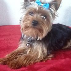 Yorkshire terrier Justin
