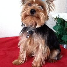 Yorkshire terrier Justin