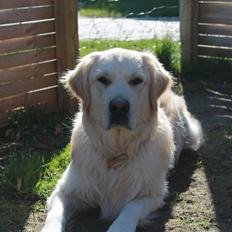 Golden retriever Carlo