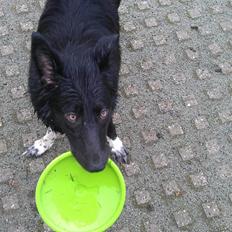 Border collie Trunte