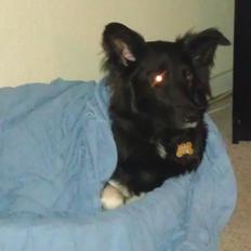 Border collie Trunte