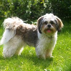 Lhasa apso Tucker