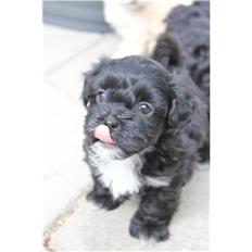 Blanding af racer | Fie