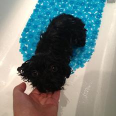 Blanding af racer | Fie