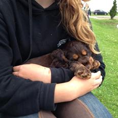 Cocker spaniel | Bailey