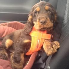 Cocker spaniel | Bailey