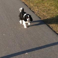 Cavalier king charles spaniel Trille