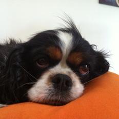 Cavalier king charles spaniel Trille