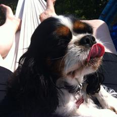 Cavalier king charles spaniel Trille