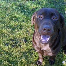Labrador retriever Salsa