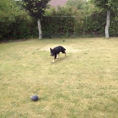 Schæferhund Abardi Ocean