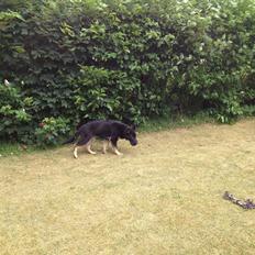 Schæferhund Abardi Ocean