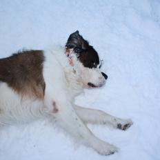 Sankt bernhardshund Mickey<3