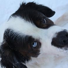 Sankt bernhardshund Mickey<3