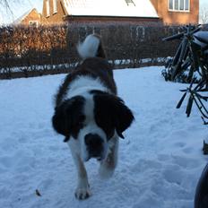 Sankt bernhardshund Mickey<3