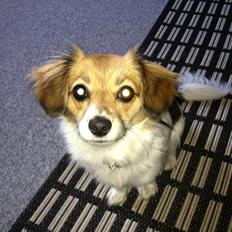 Blanding af racer Malou